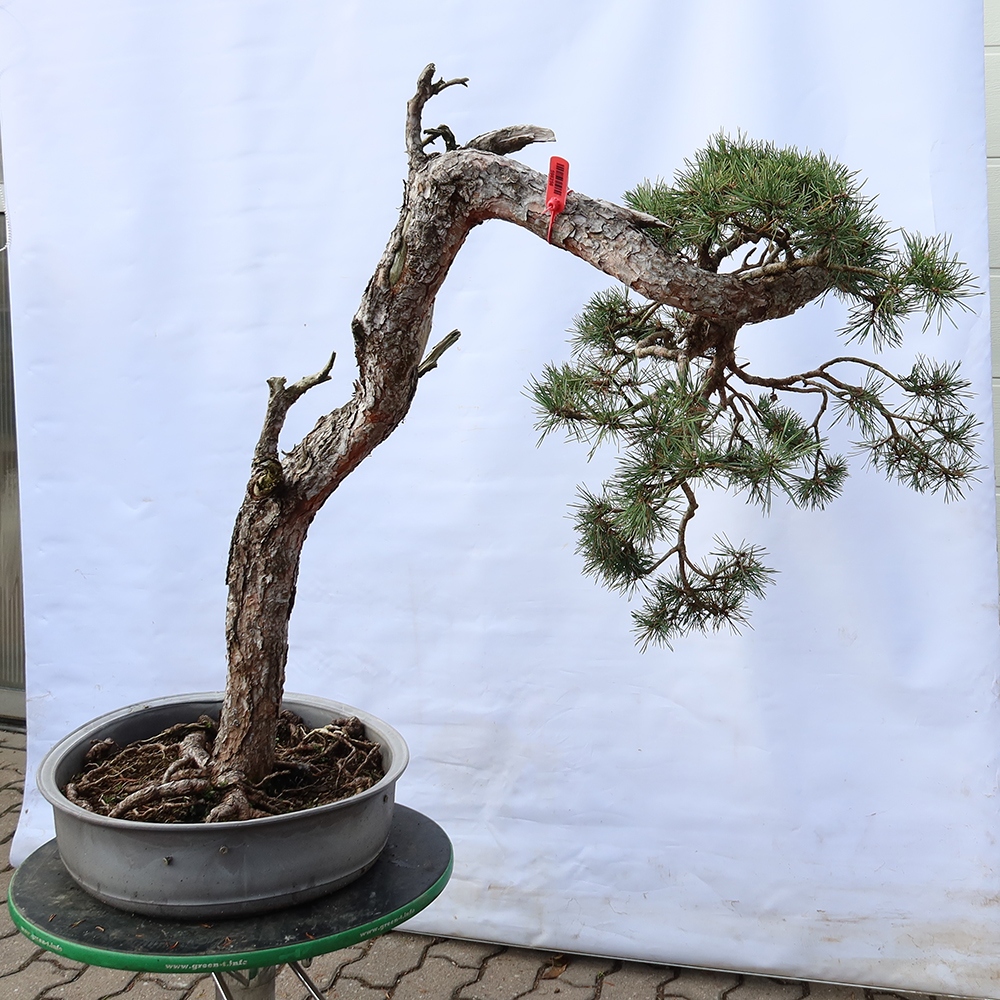 Pinus sylvestris Spagna - pino silvestre