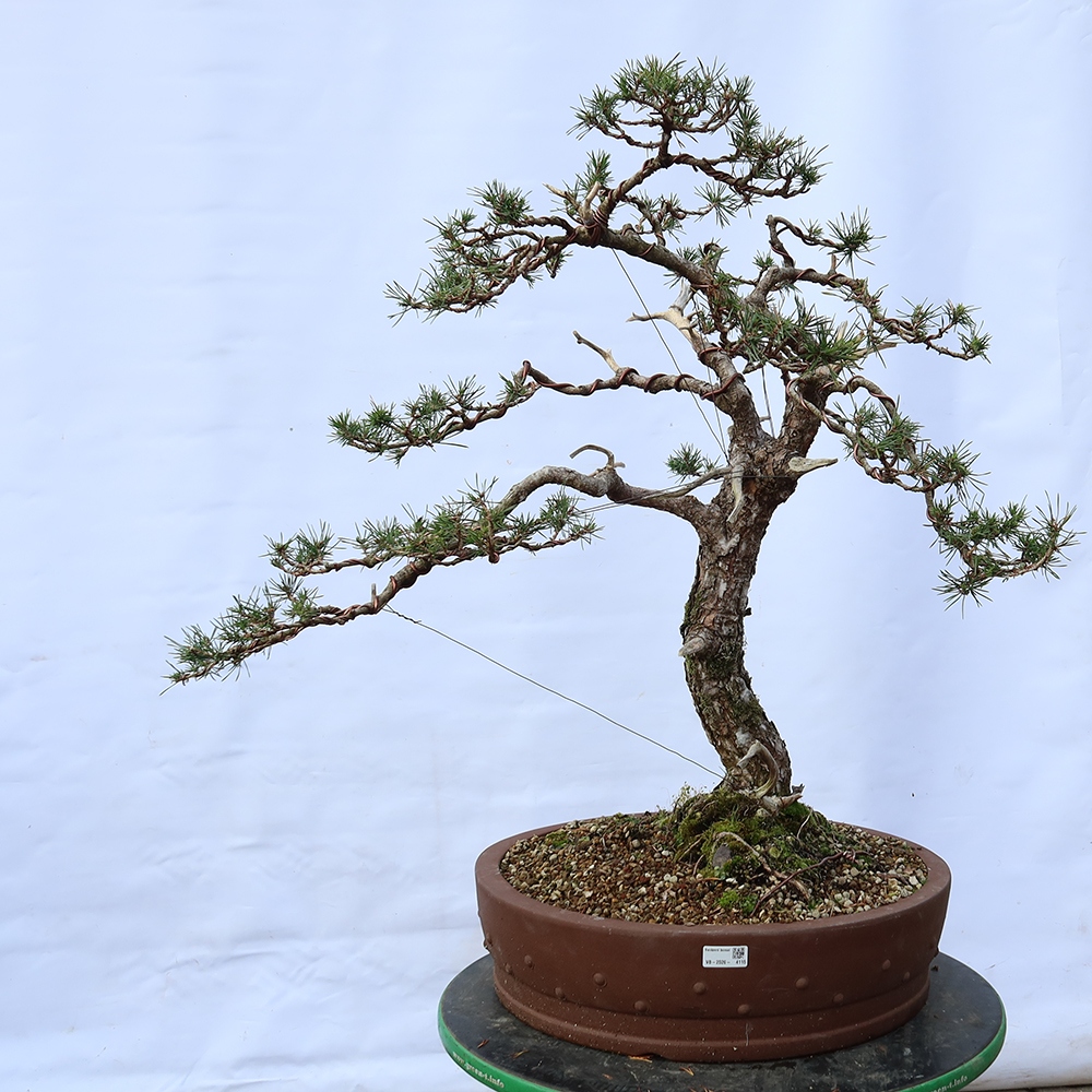 Pinus sylvestris Spagna - pino silvestre