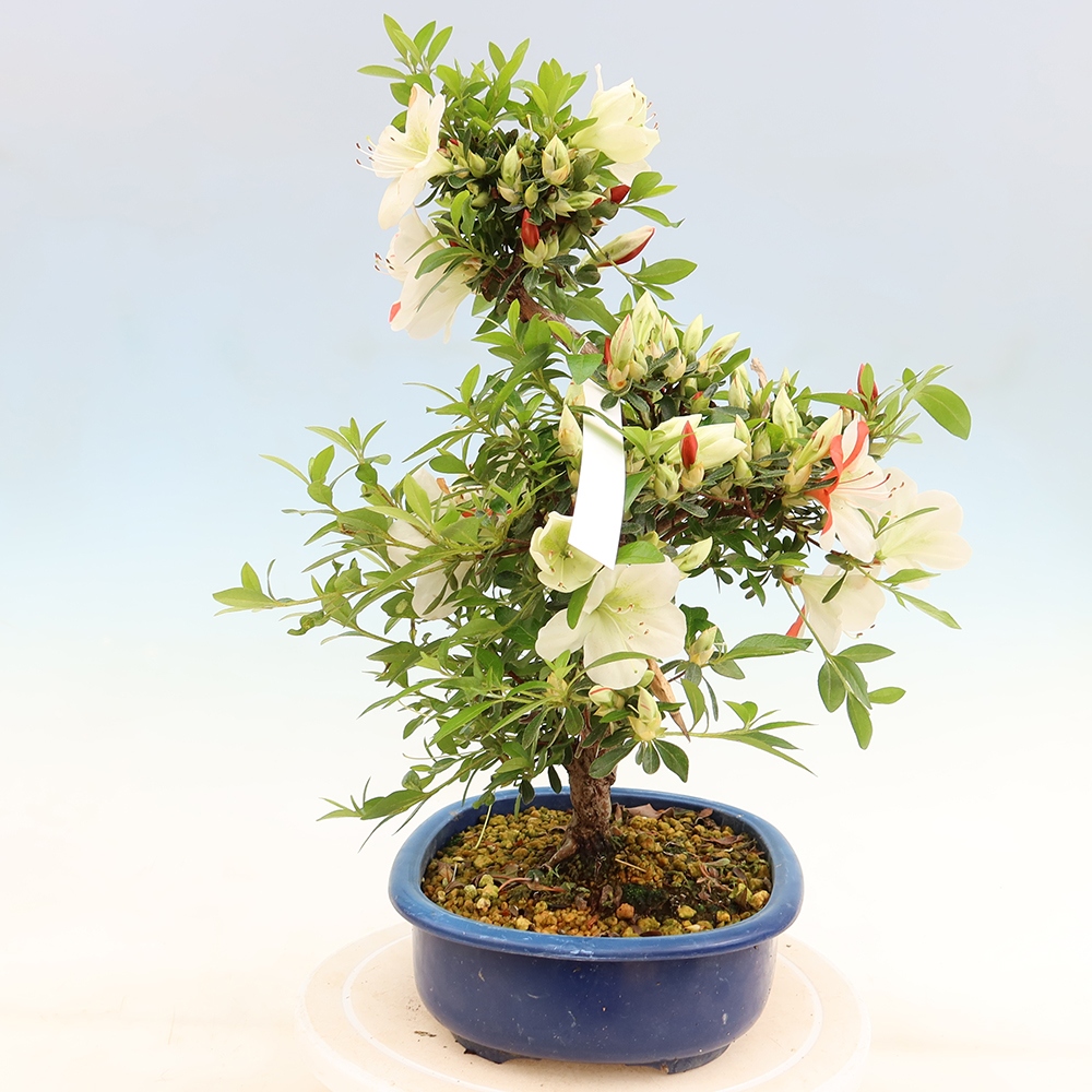 Bonsai da esterno - Azalea giapponese - Azalea Asahi-no-izumi