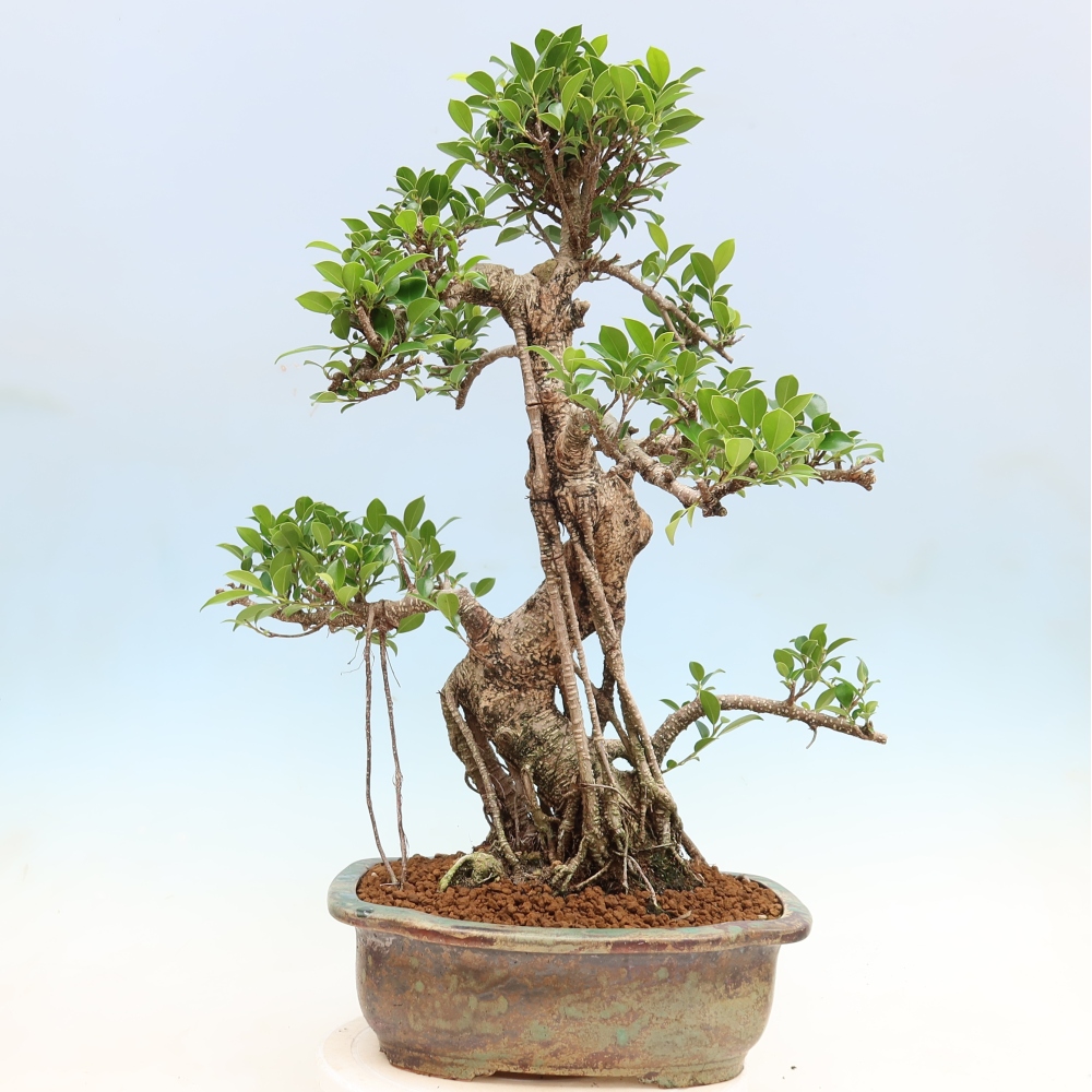 Camera bonsai - Ficus kimmen - ficus a foglie piccole