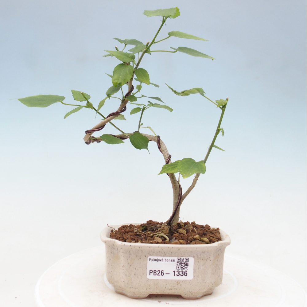 Bonsai da interno - Malvaviscus arboreus