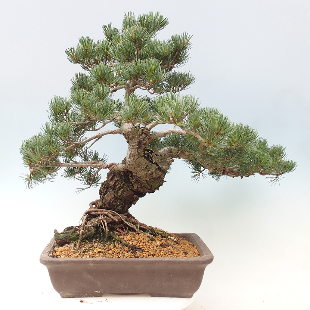 Bonsai da esterno - Pinus parviflora - Pinus parviflora