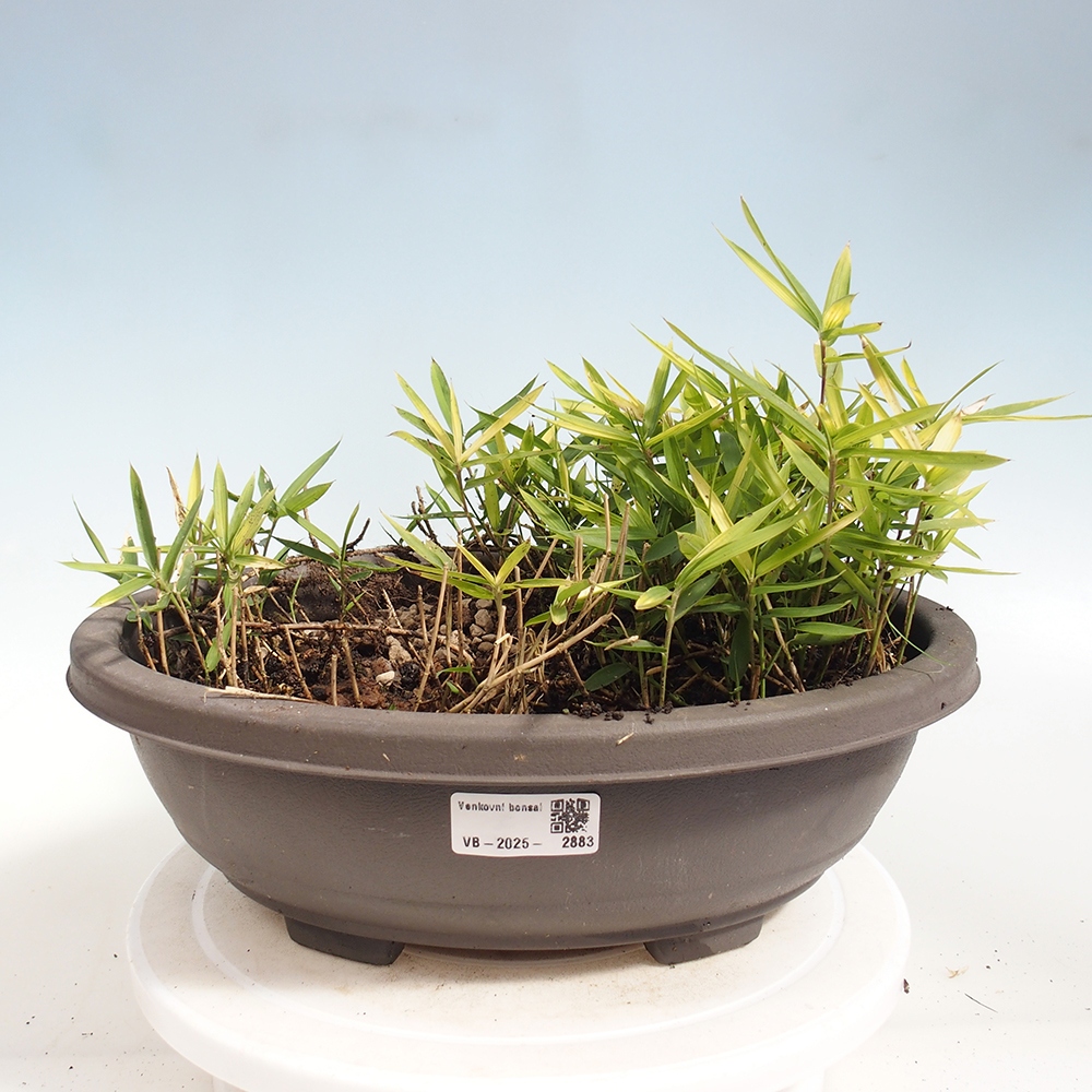 Bonsai da esterno - Pleioblastus argenteostriatus f.pumilus - Bambù nano