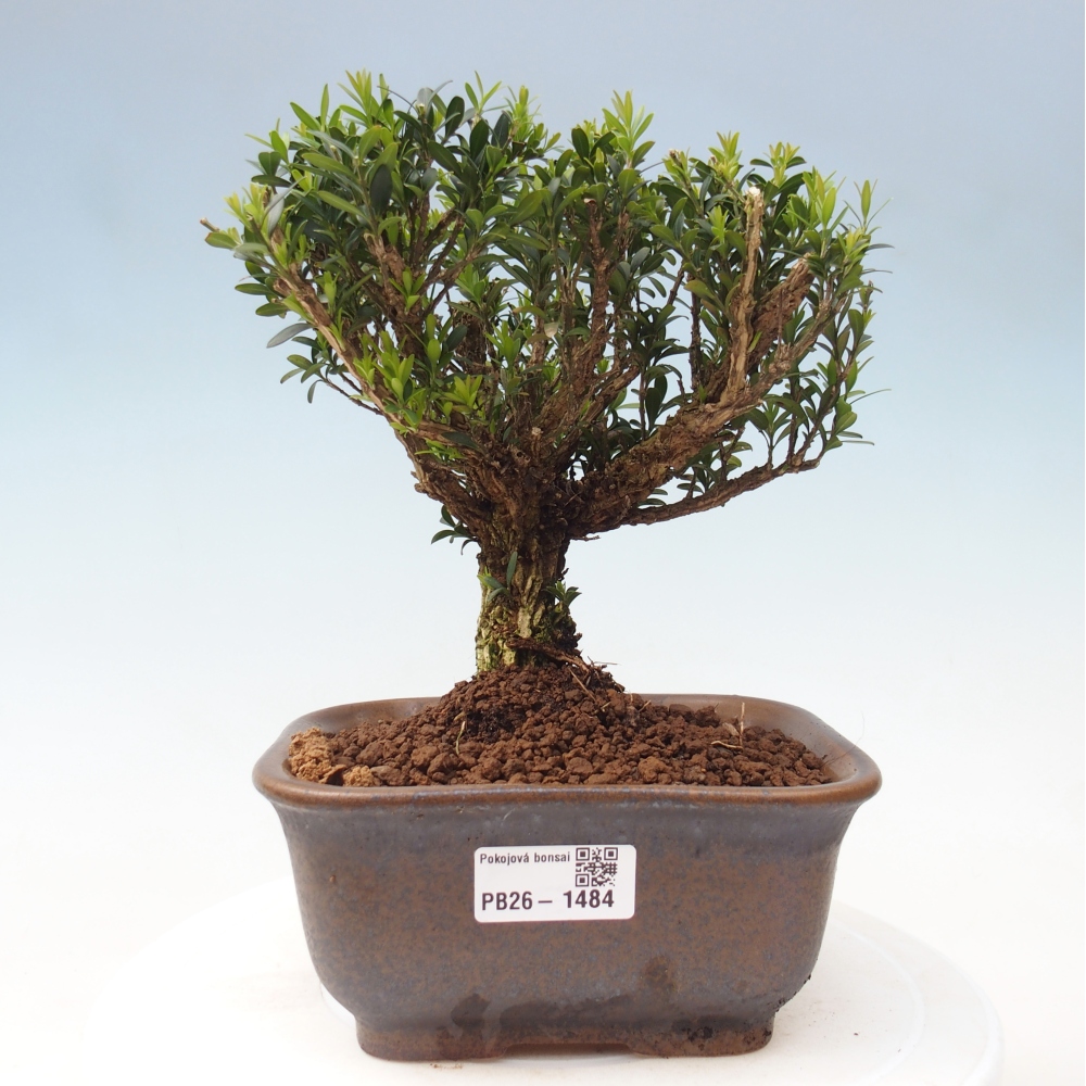 Camera bonsai - Buxus harlandii - buxus da sughero