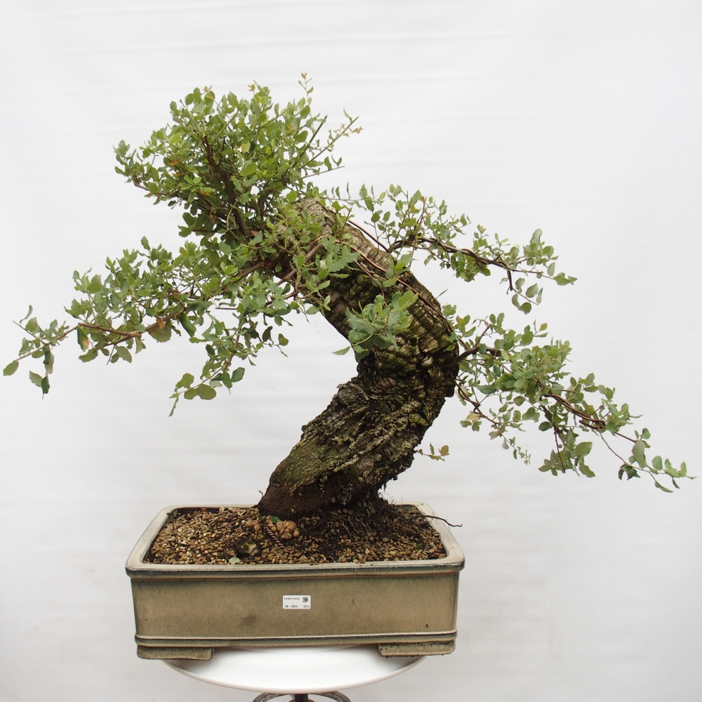 bonsai da esterno Quercus suber - Quercia da sughero