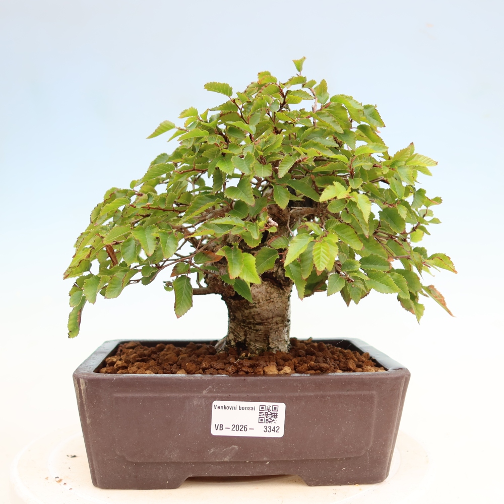 Bonsai da esterno -Carpinus Coreana - Carpino coreano