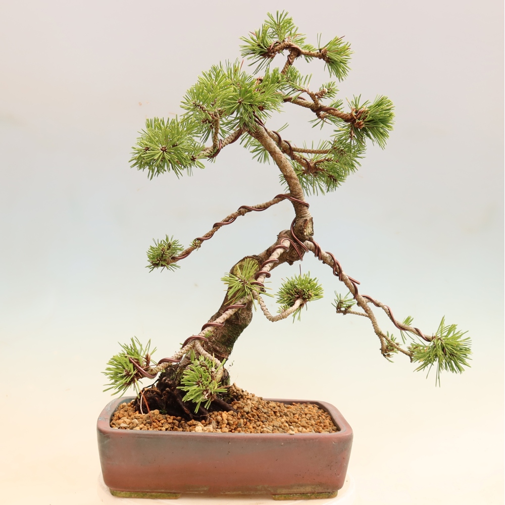Bonsai da esterno - Pinus mugo Humpy  - Pino mugo