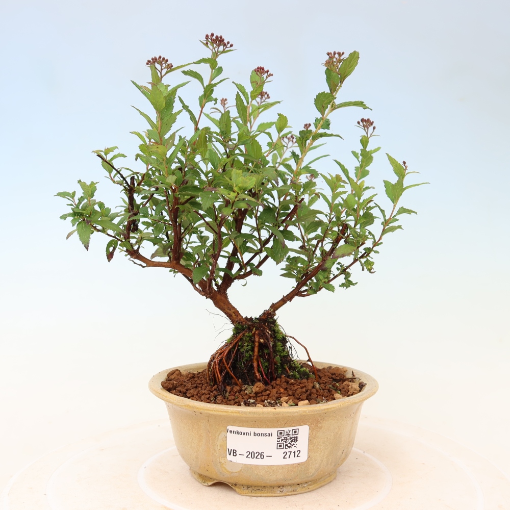 Bonsai da esterno - Spirea giapponese - Spirea japonica Anthony Waterer