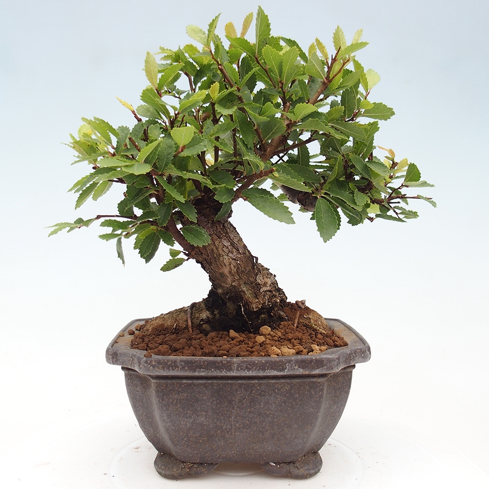 Bonsai da esterno - Zelkova - Zelkova NIRE