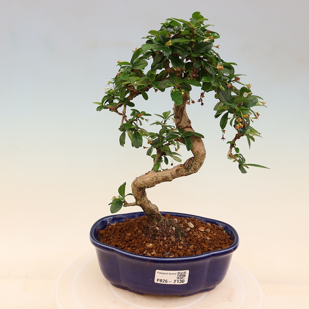 Camera bonsai - Carmona macrophylla - Tea fuki