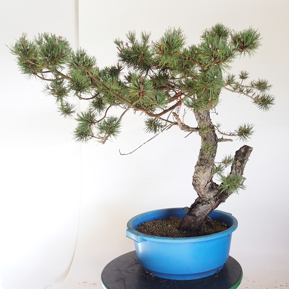 Yamadori - Pinus sylvestris Spagna