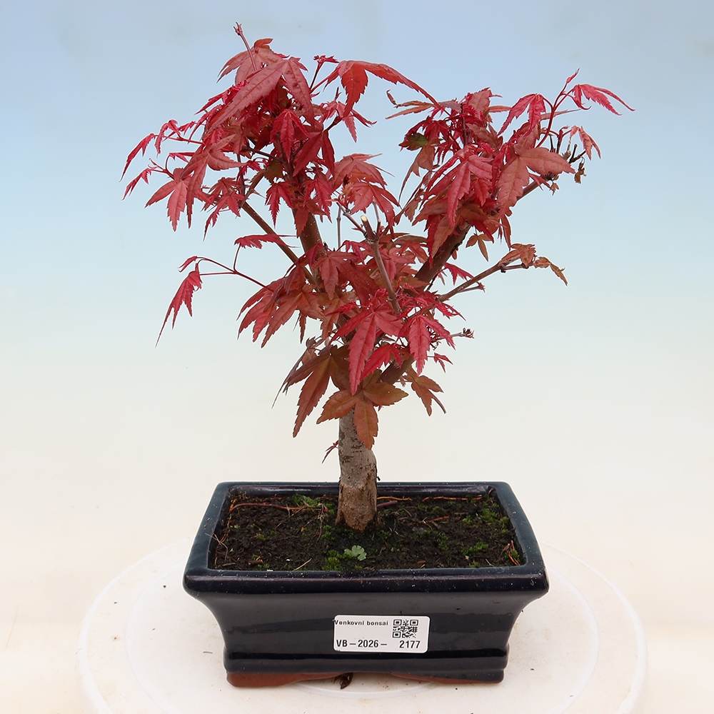 Bonsai da esterno - Acer palmatum DESHOJO