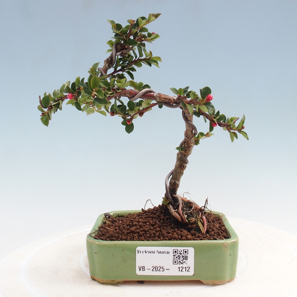 Bonsai da esterno - Cotoneaster horizontalis - Rocky Mountain