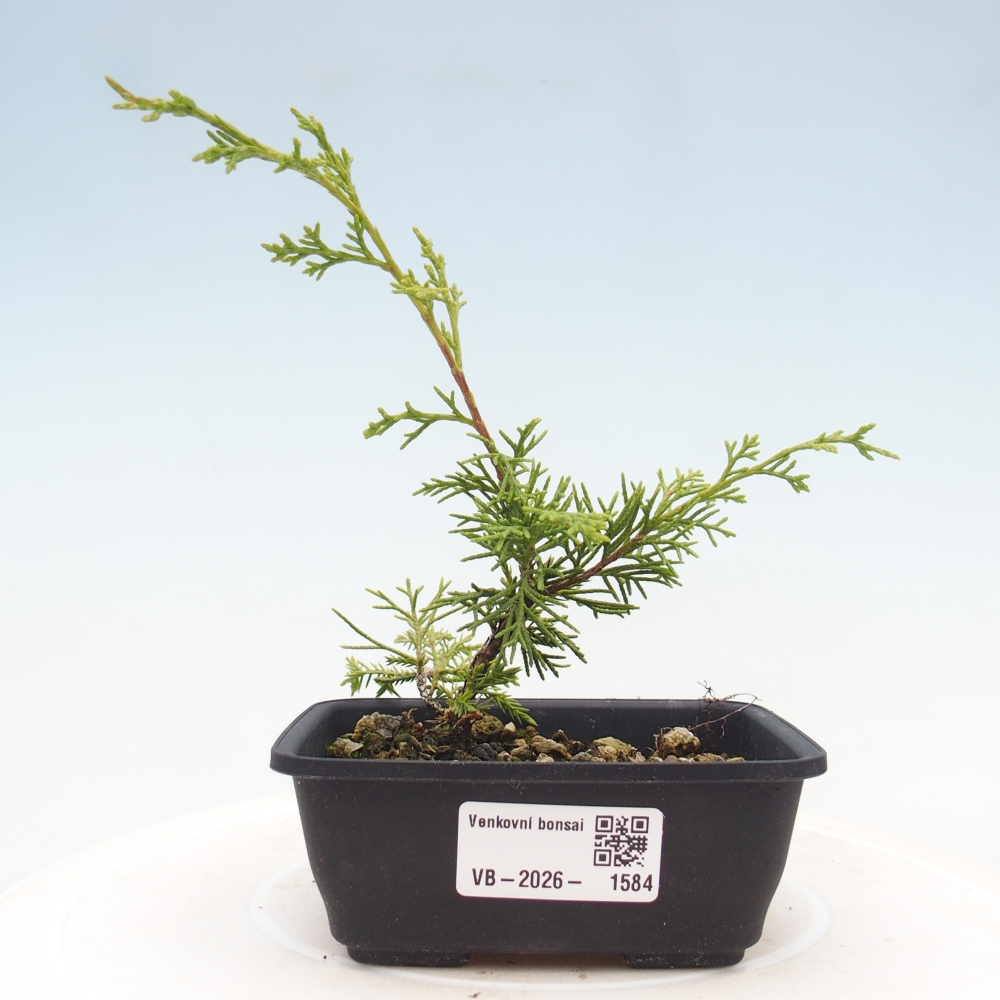 Bonsai da esterno - Juniperus chinensis Itoigawa