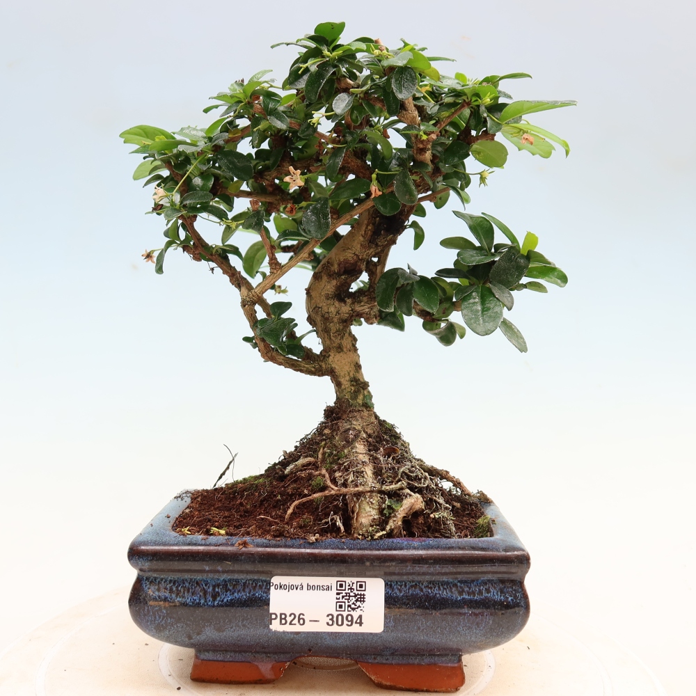 Camera bonsai - Carmona macrophylla - Tea fuki