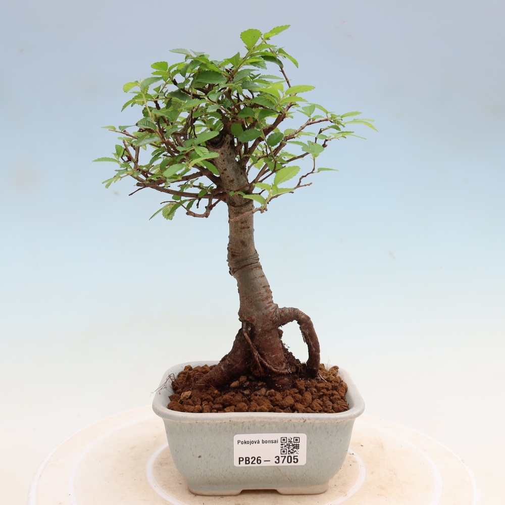 Camera bonsai - Ulmus parvifolia - Olmo a foglie piccole