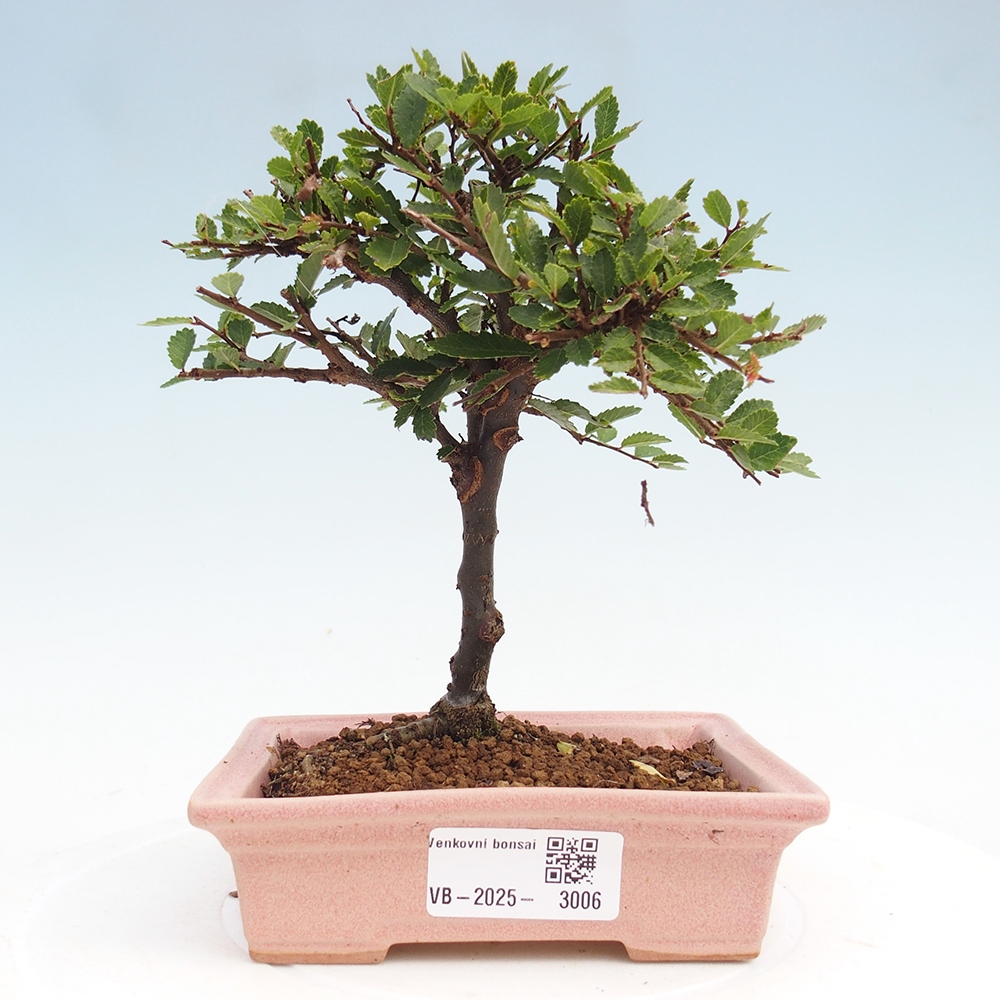 Bonsai da esterno - Ulmus parvifolia Sagei - Olmo a foglie piccole