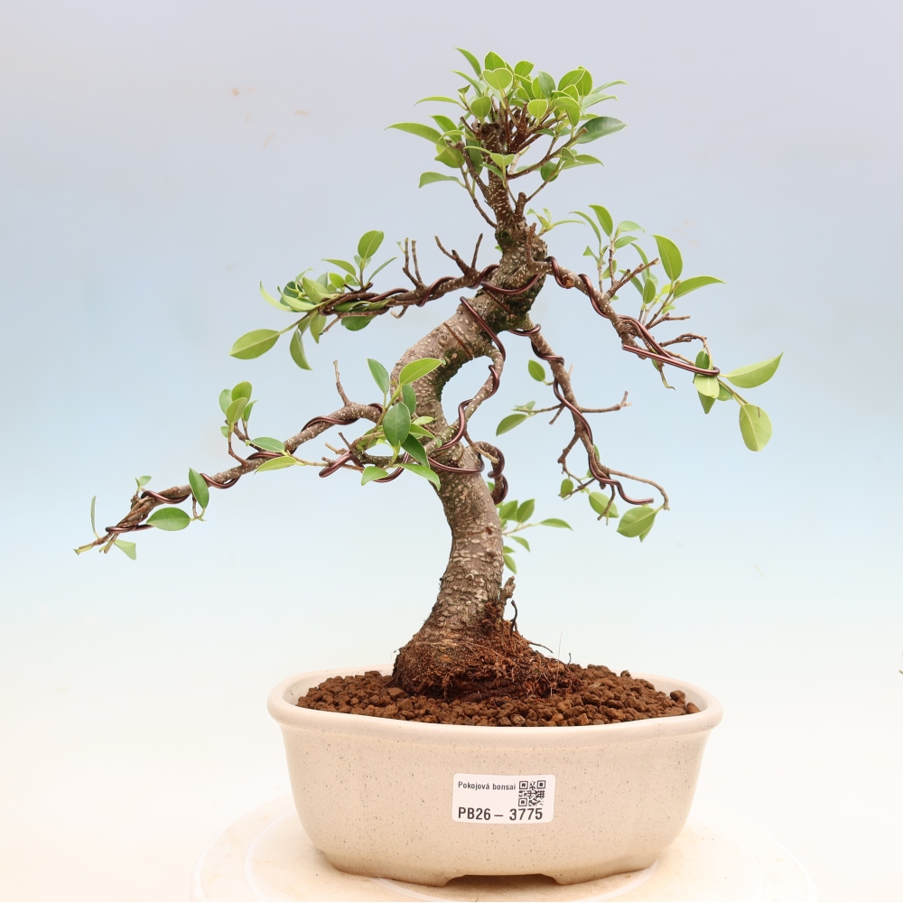 Camera bonsai - Ficus kimmen - ficus a foglie piccole