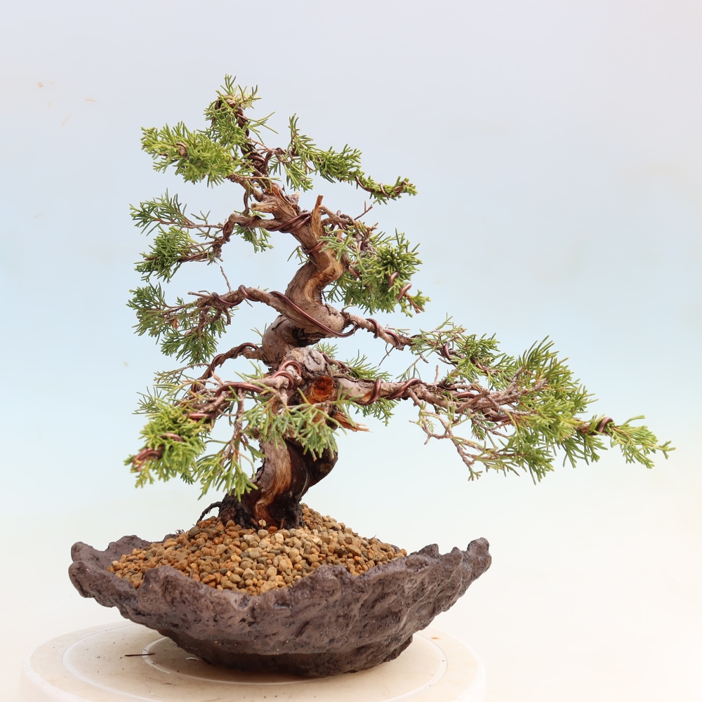 Bonsai da esterno - Juniperus chinensis Itoigawa-Juniperus chinensis