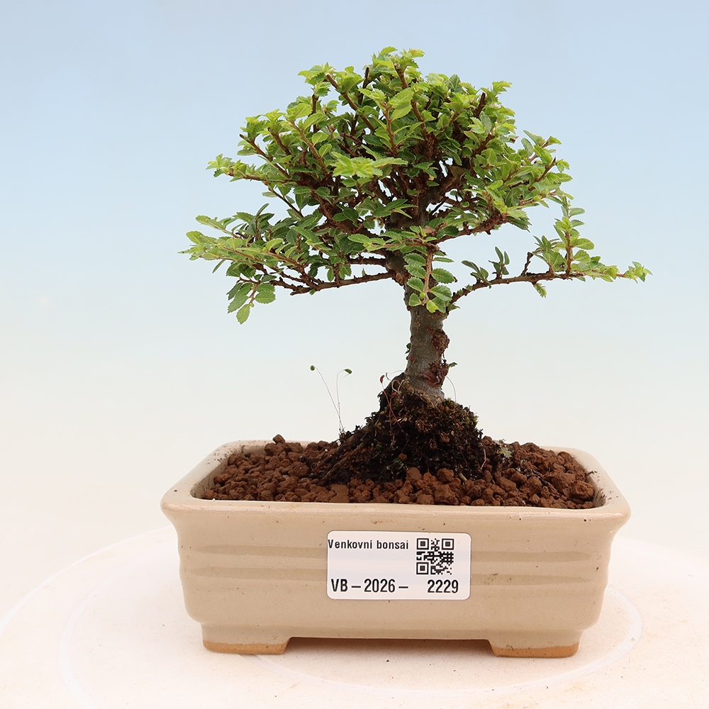 Bonsai da esterno - Ulmus parvifolia Sagei - Olmo a foglie piccole