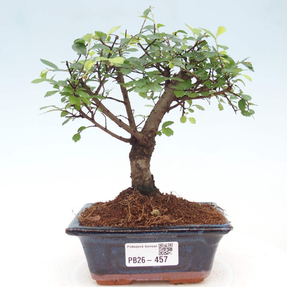 Camera bonsai - Ulmus parvifolia - Olmo a foglie piccole