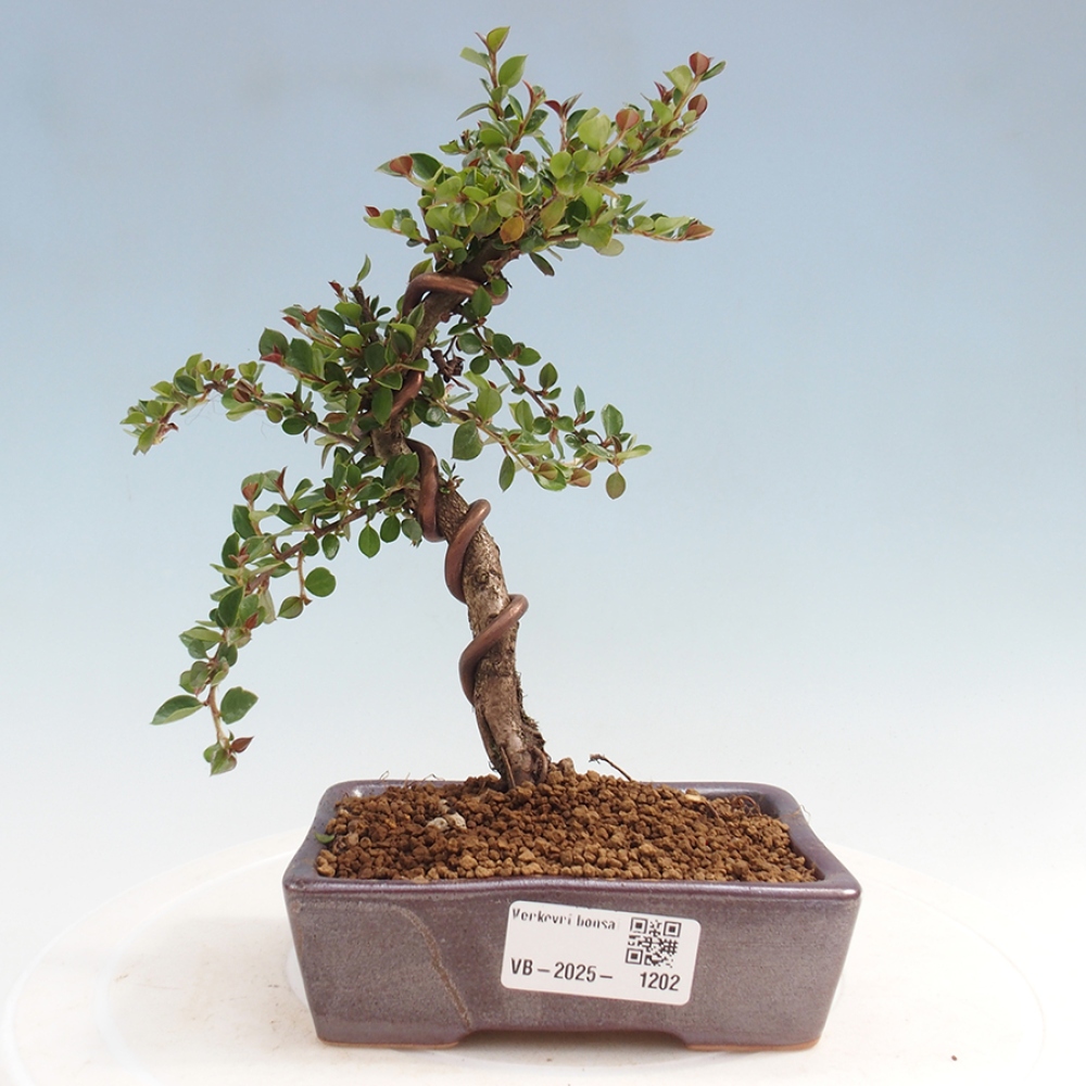 Bonsai da esterno-Cotoneaster horizontalis - Montagne Rocciose