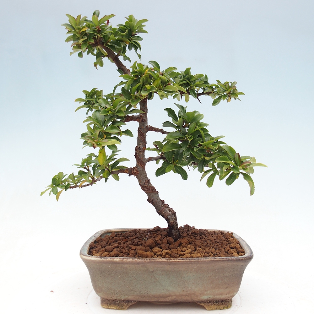 Bonsai da esterno-Pyracantha Teton -Hlox