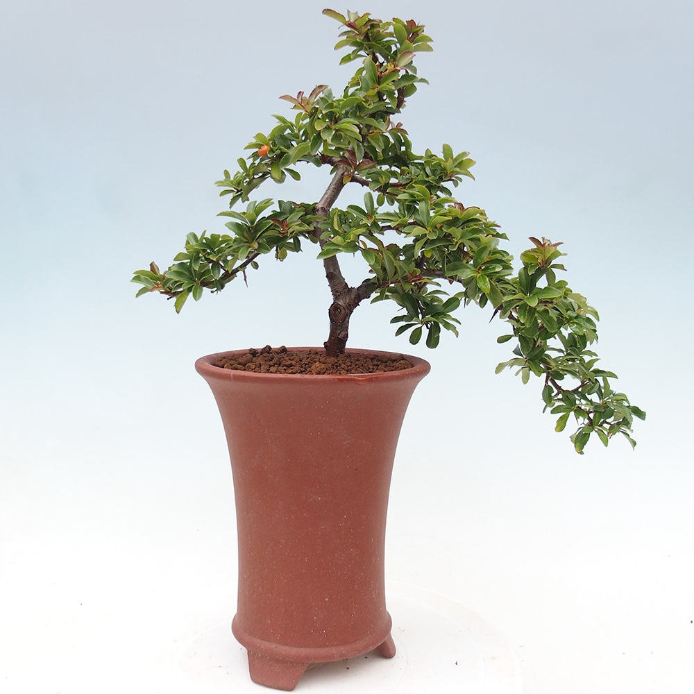 Bonsai da esterno-Pyracantha Teton -Hlox