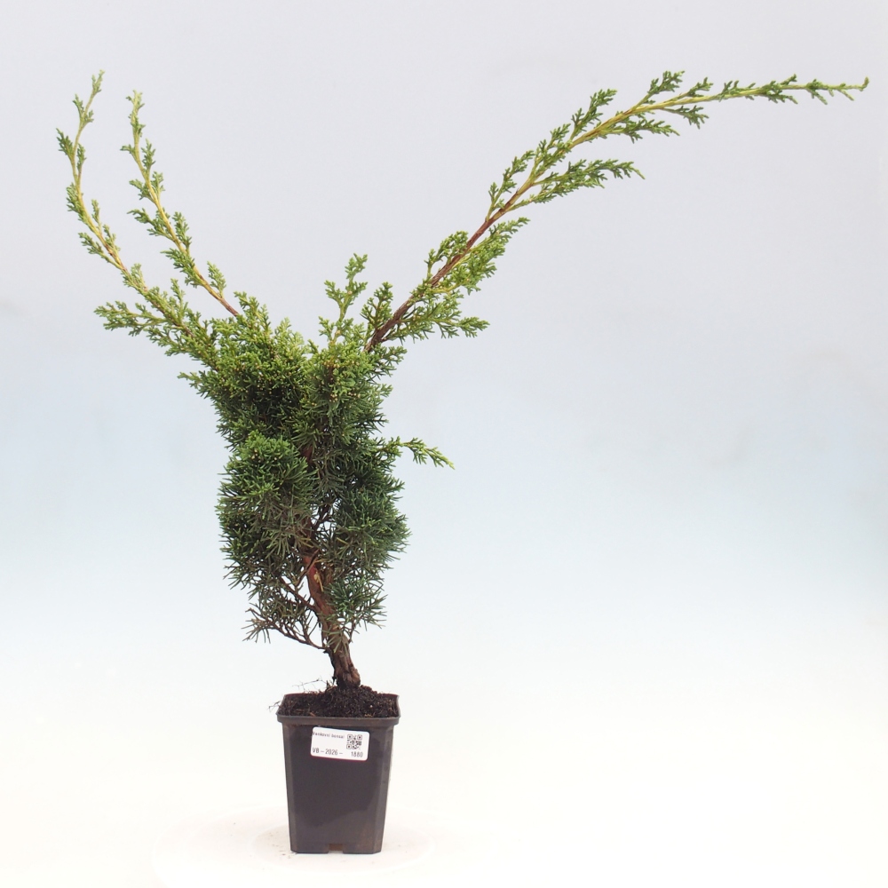 Bonsai da esterno - Juniperus chinensis Kishu
