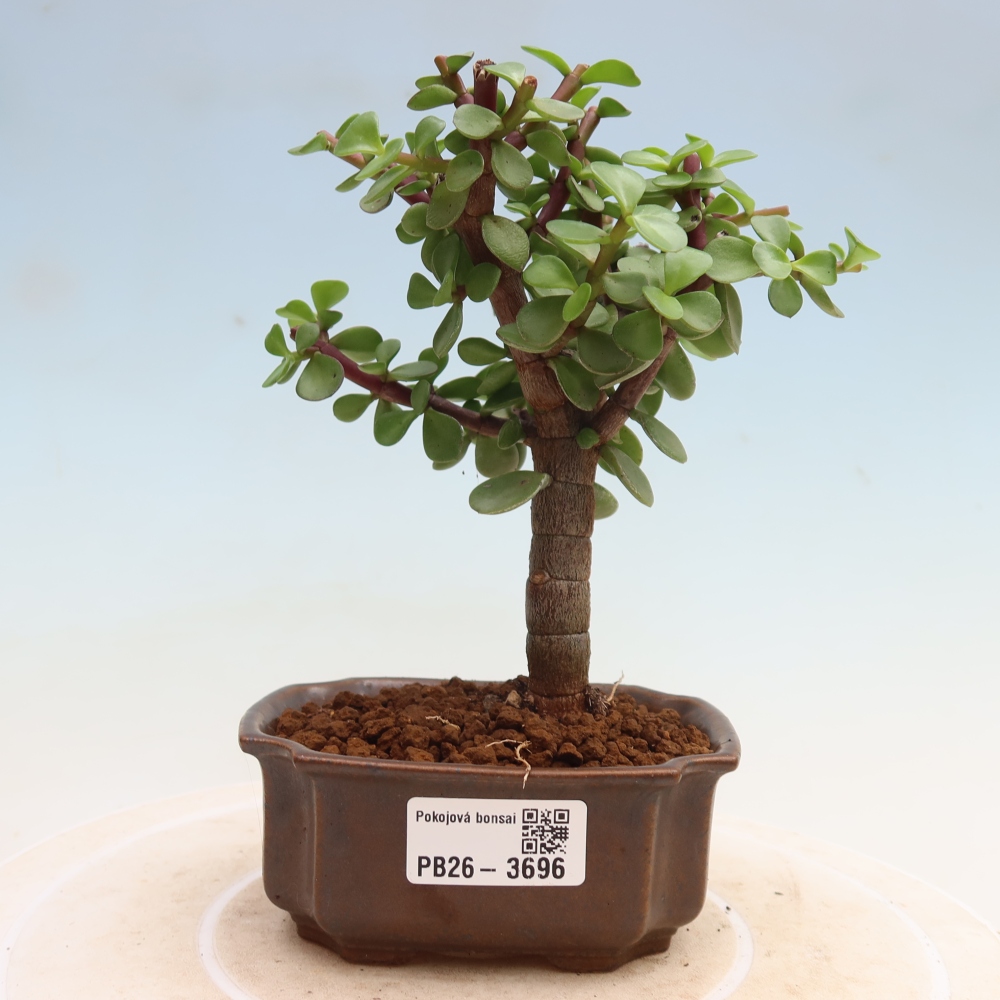 Camera bonsai - Portulakaria Afra - Tlustice