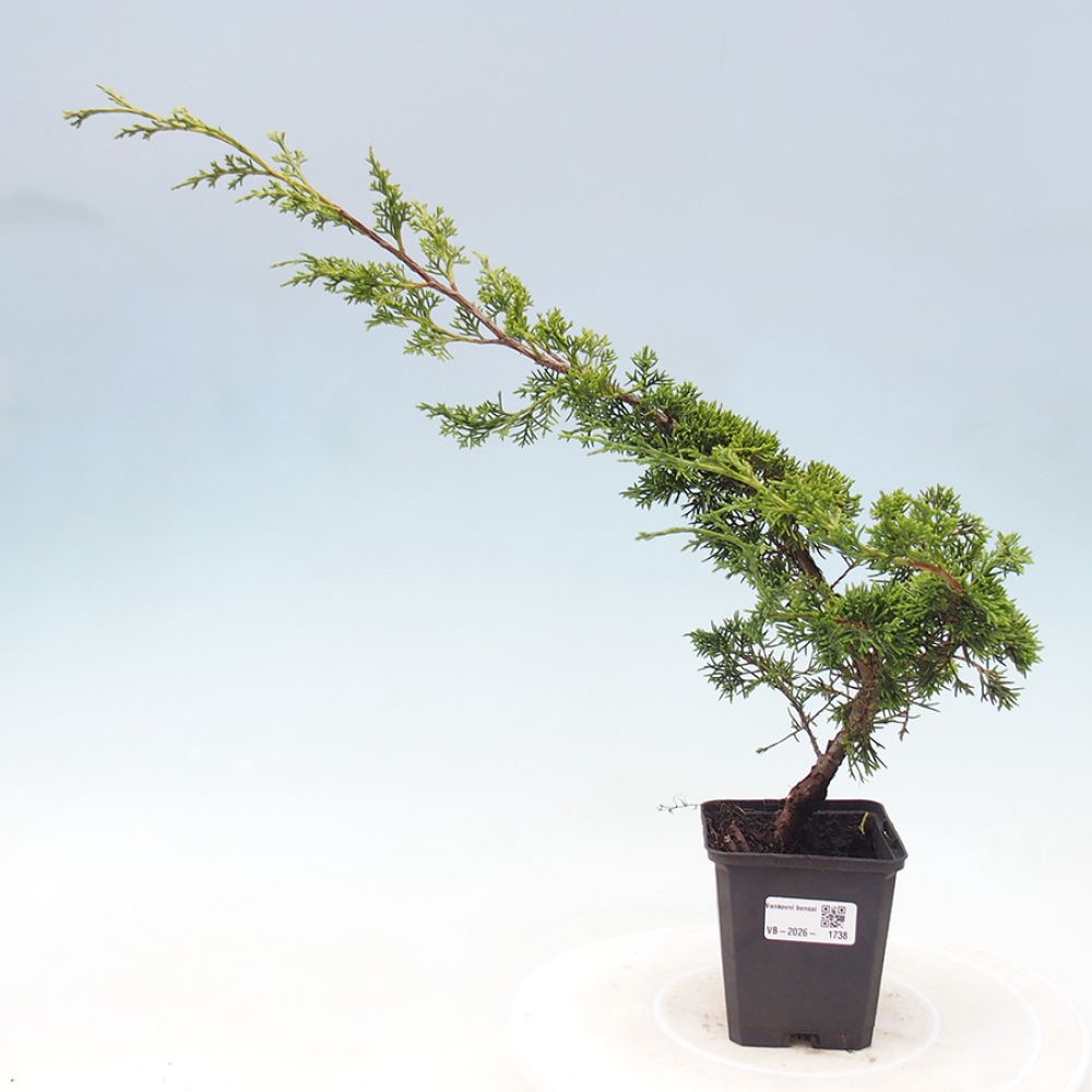 Bonsai da esterno - Juniperus chinensis Itoigawa