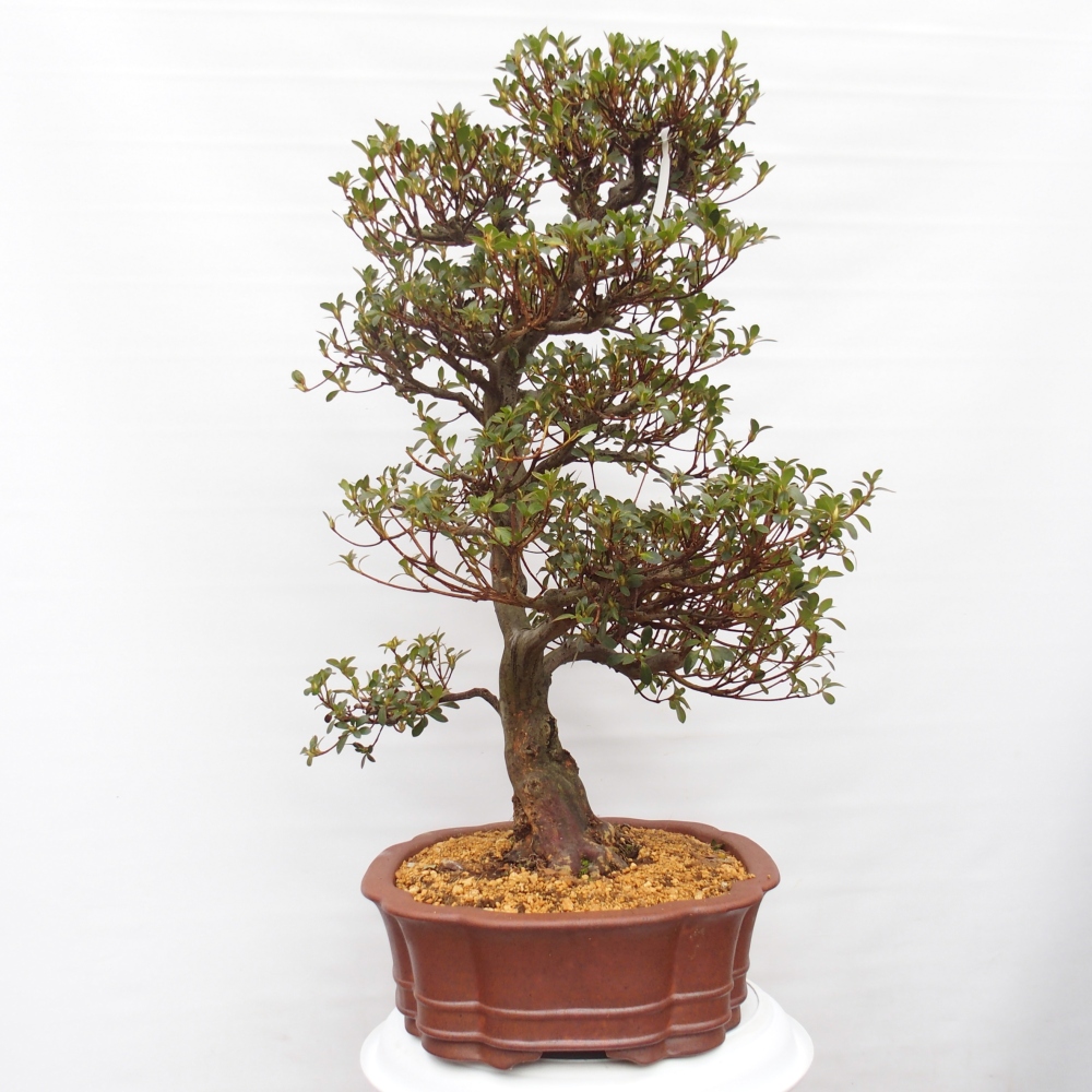 Bonsai da esterno - Azalea giapponese - Azalea Sansei