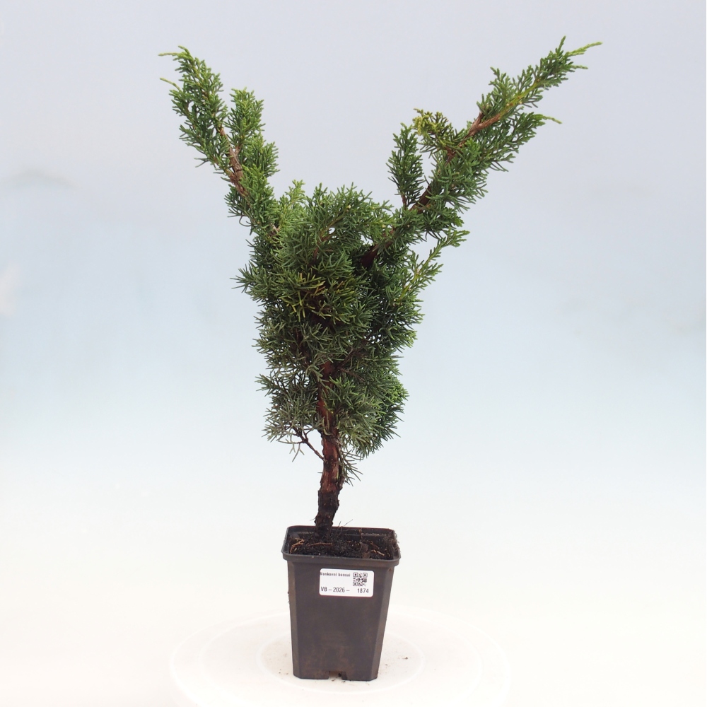 Bonsai da esterno - Juniperus chinensis Kishu