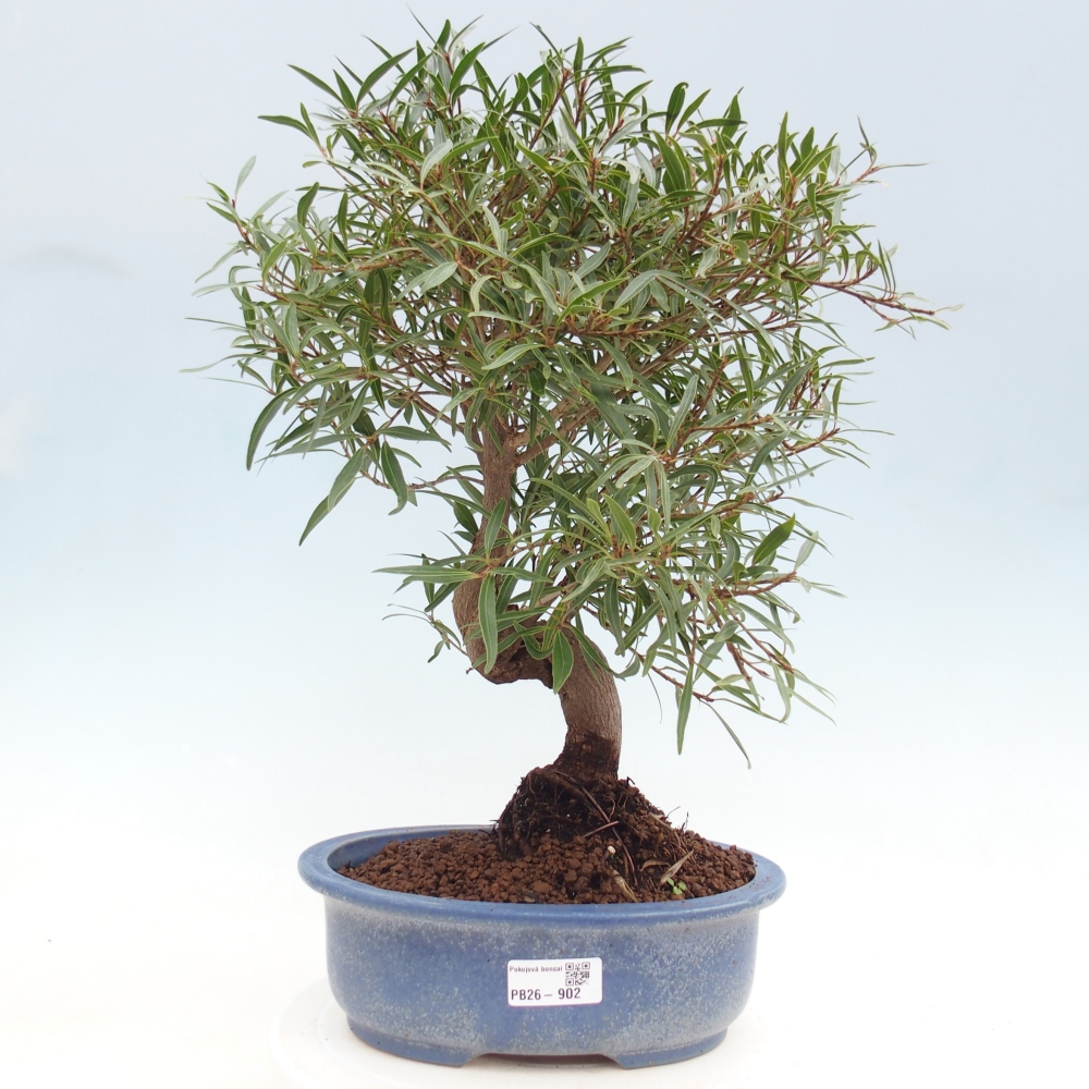 Camera bonsai - Ficus nerifolia - ficus a foglie piccole