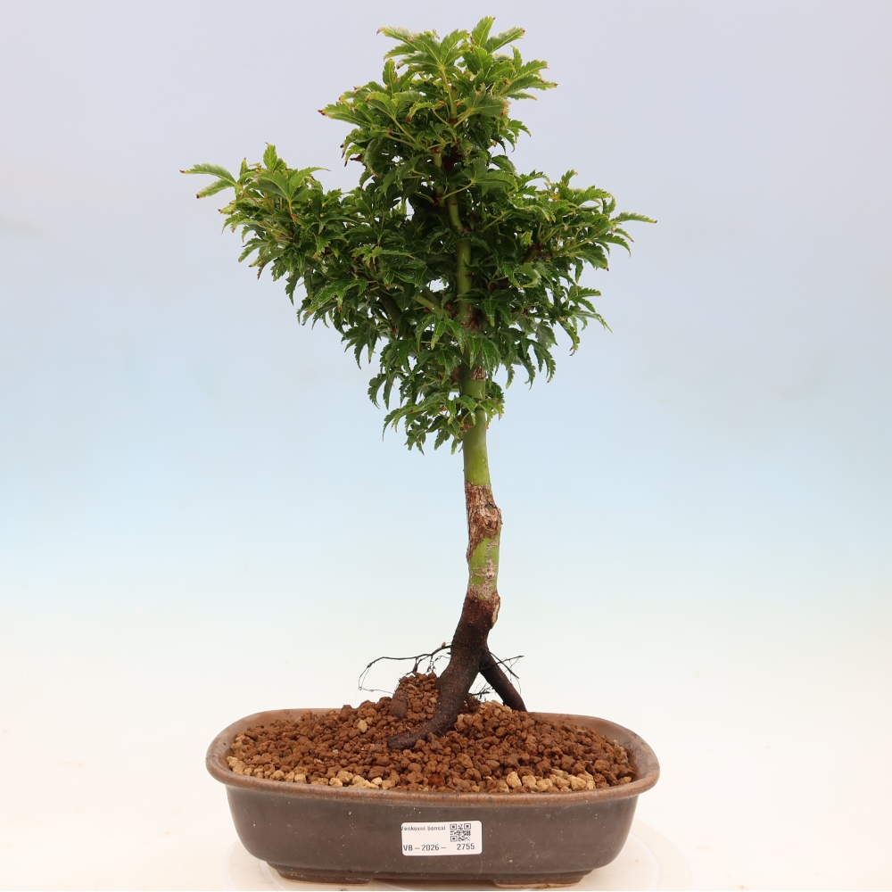 Bonsai da esterno -Palma di Giava Acer palmatum Shishigashira