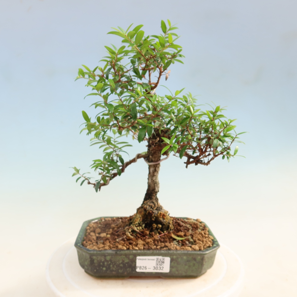 Bonsai da camera - Myrtus communis - Mirto