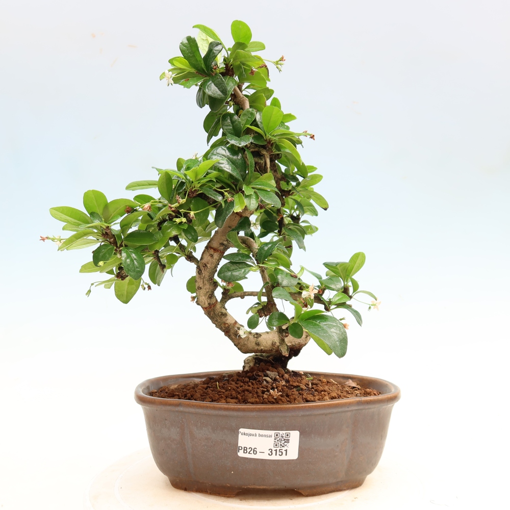Camera bonsai - Carmona macrophylla - Tea fuki
