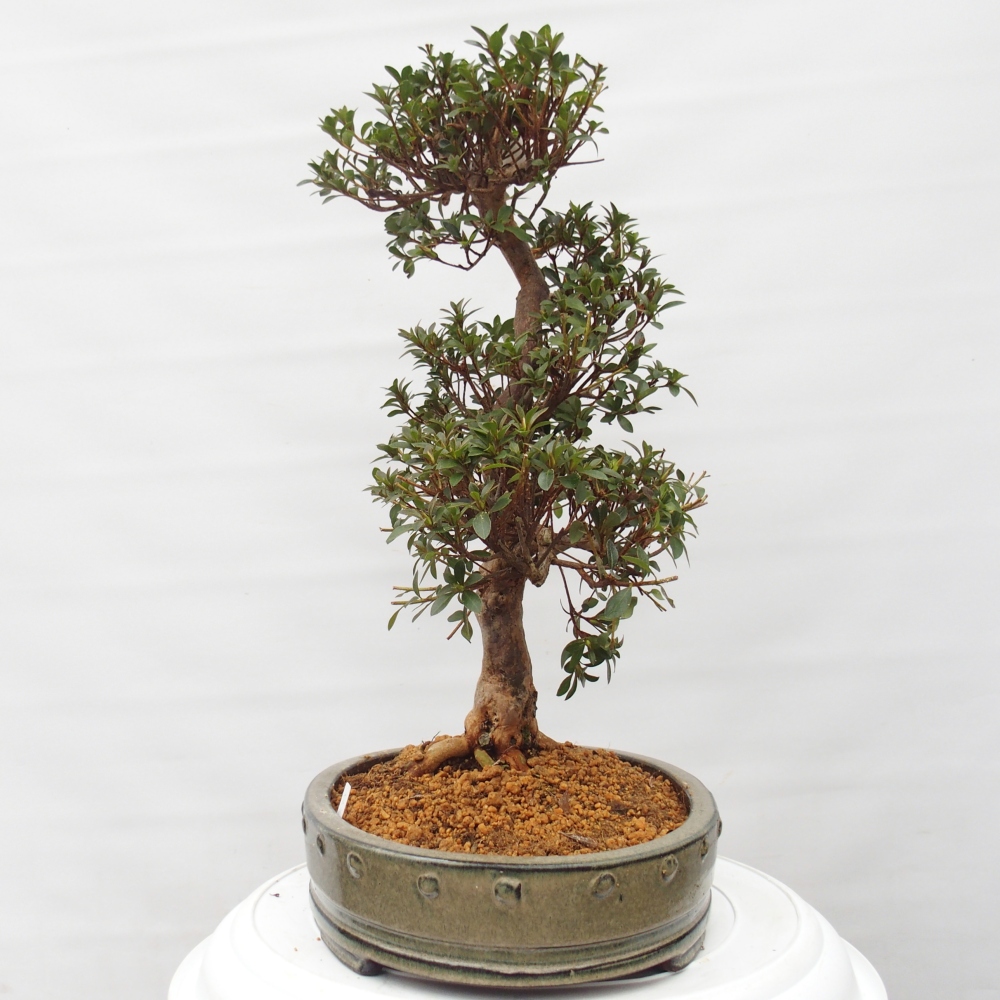 Bonsai da esterno - Azalea giapponese - Azalea Hanatsuzuri