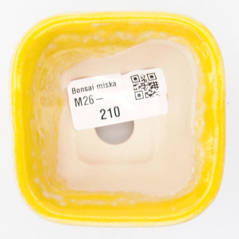 Mini bonsai 6,5 x 6,5 x 4,5 cm, giallo