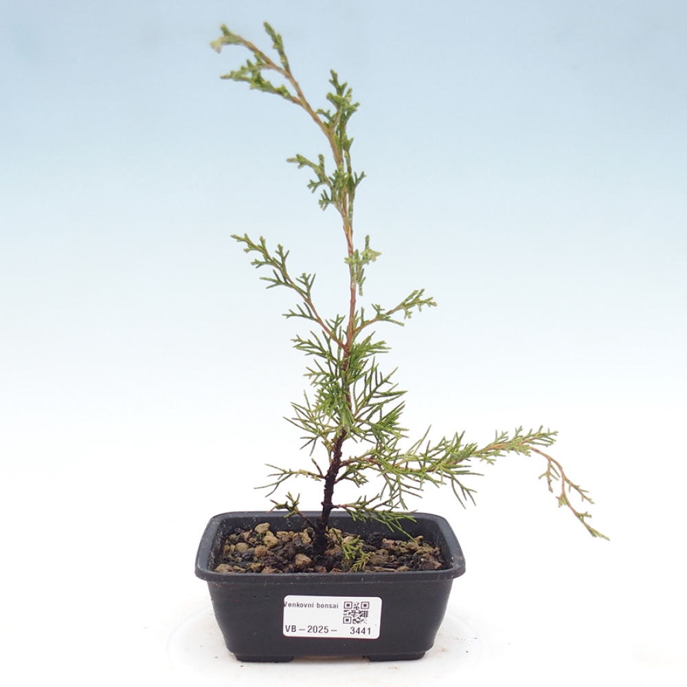 Bonsai da esterno - Juniperus chinensis Itoigawa