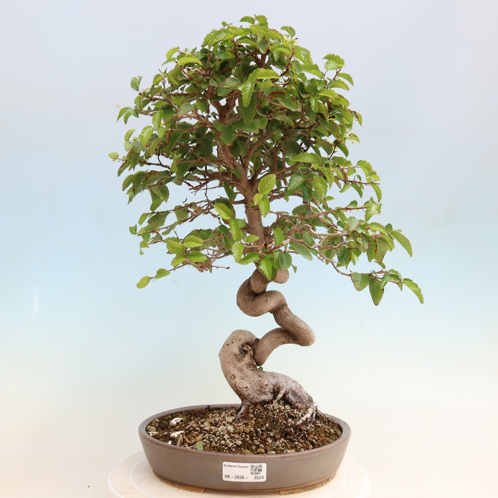 Bonsai da esterno -Carpinus CARPINOIDES - Carpino coreano