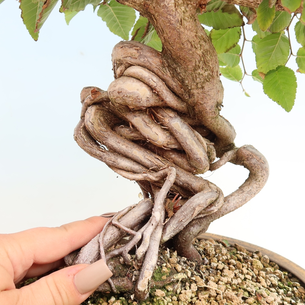 Bonsai da esterno -Carpinus CARPINOIDES - Carpino coreano
