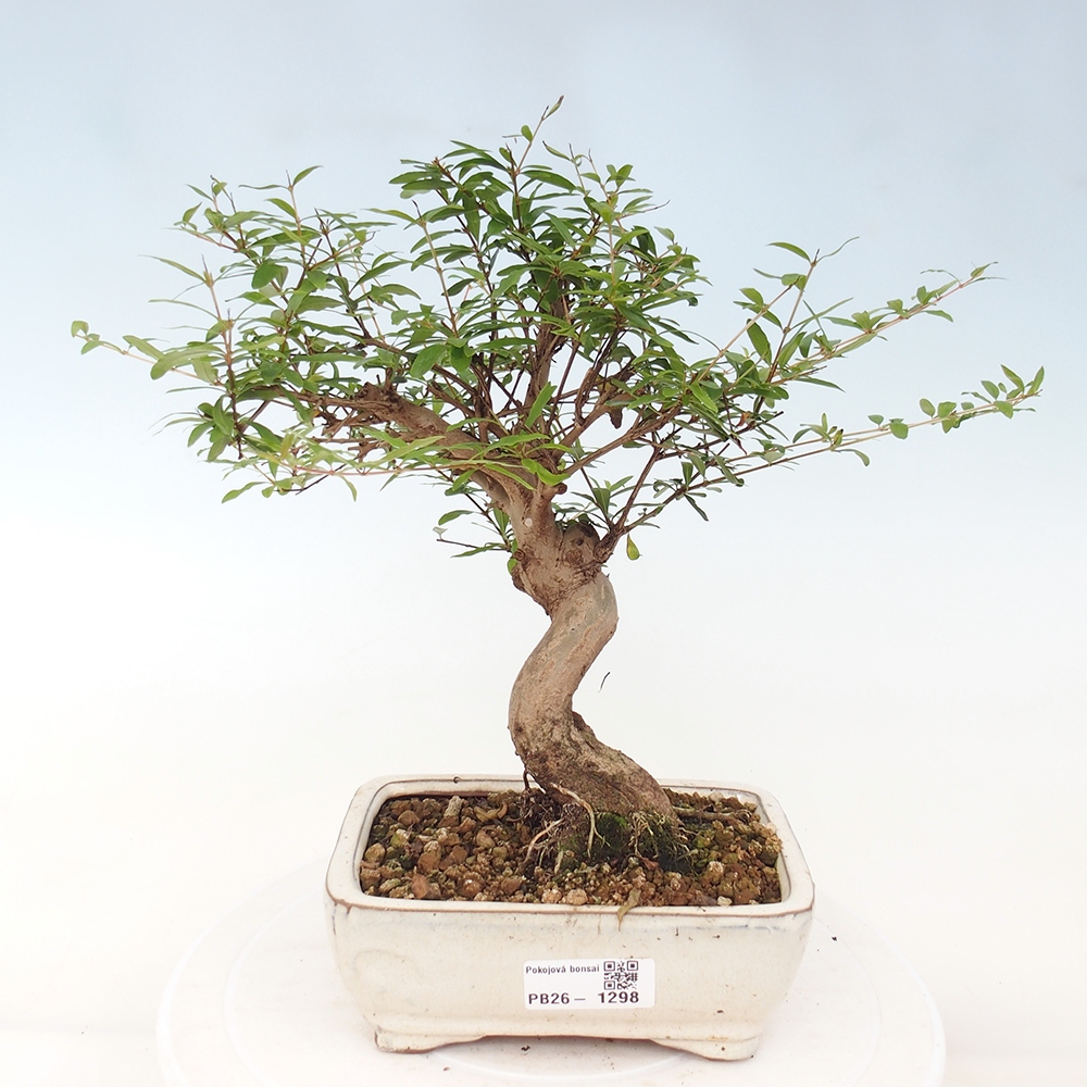 Camera bonsai-PUNICA granatum nana-Mela granata