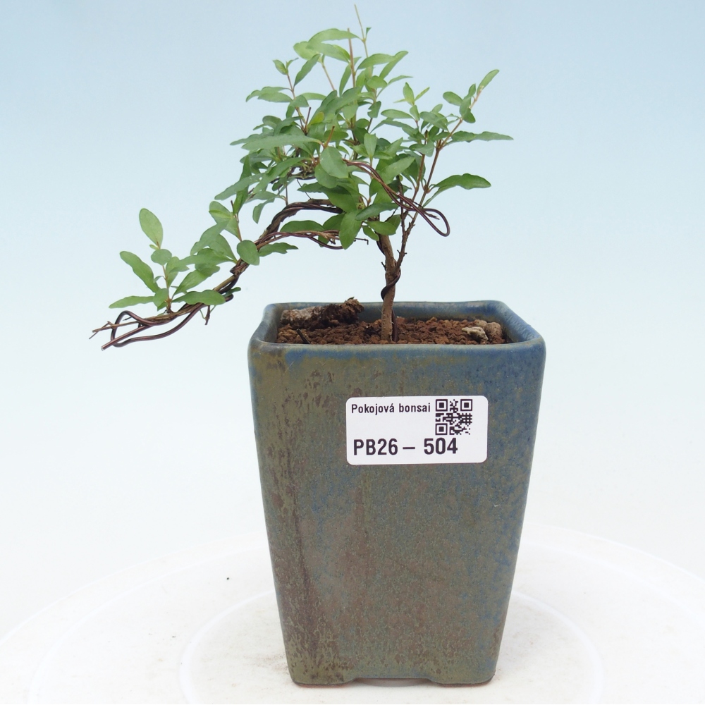 Camera bonsai-PUNICA granatum nana-Mela granata