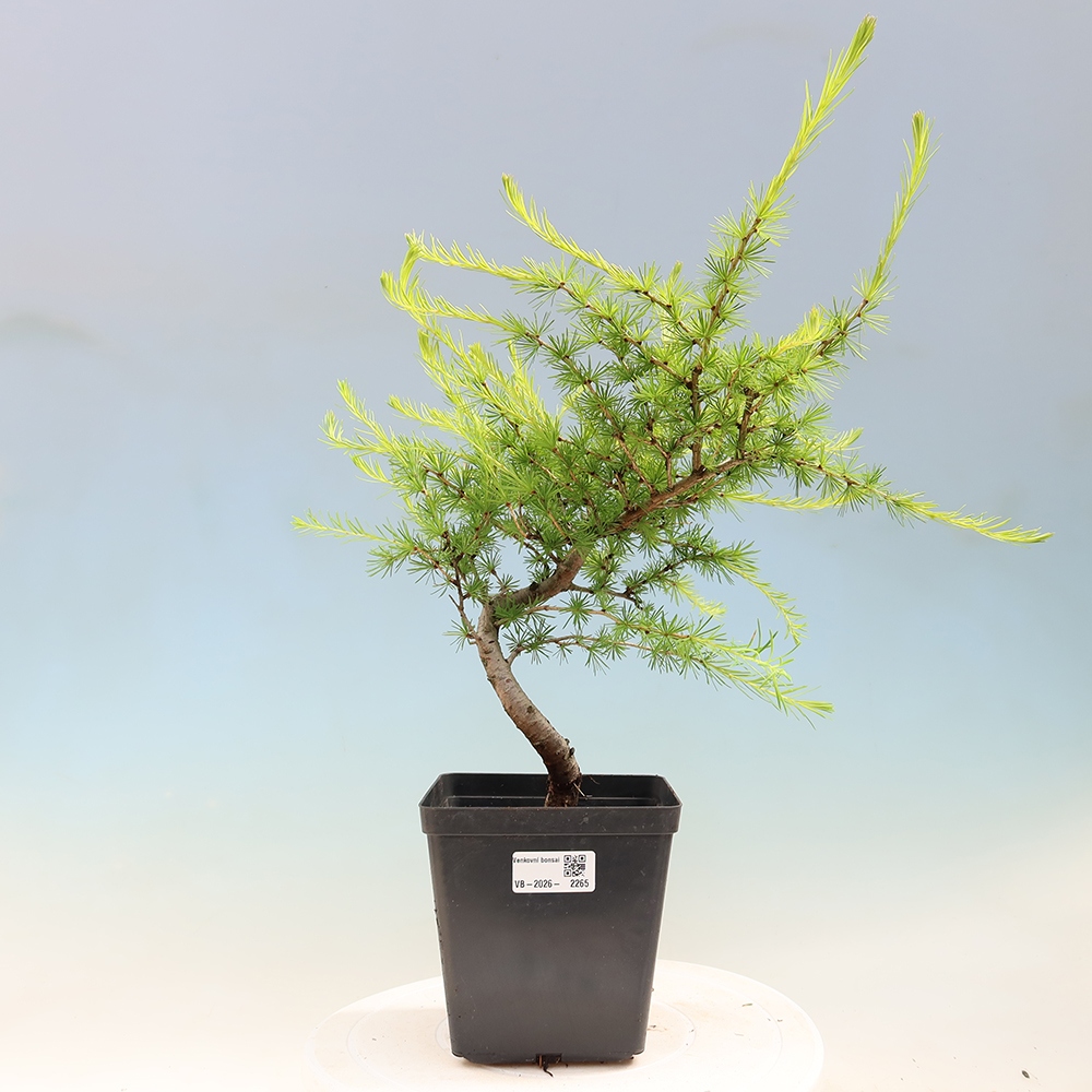Bonsai da esterno -Larix decidua - Larice
