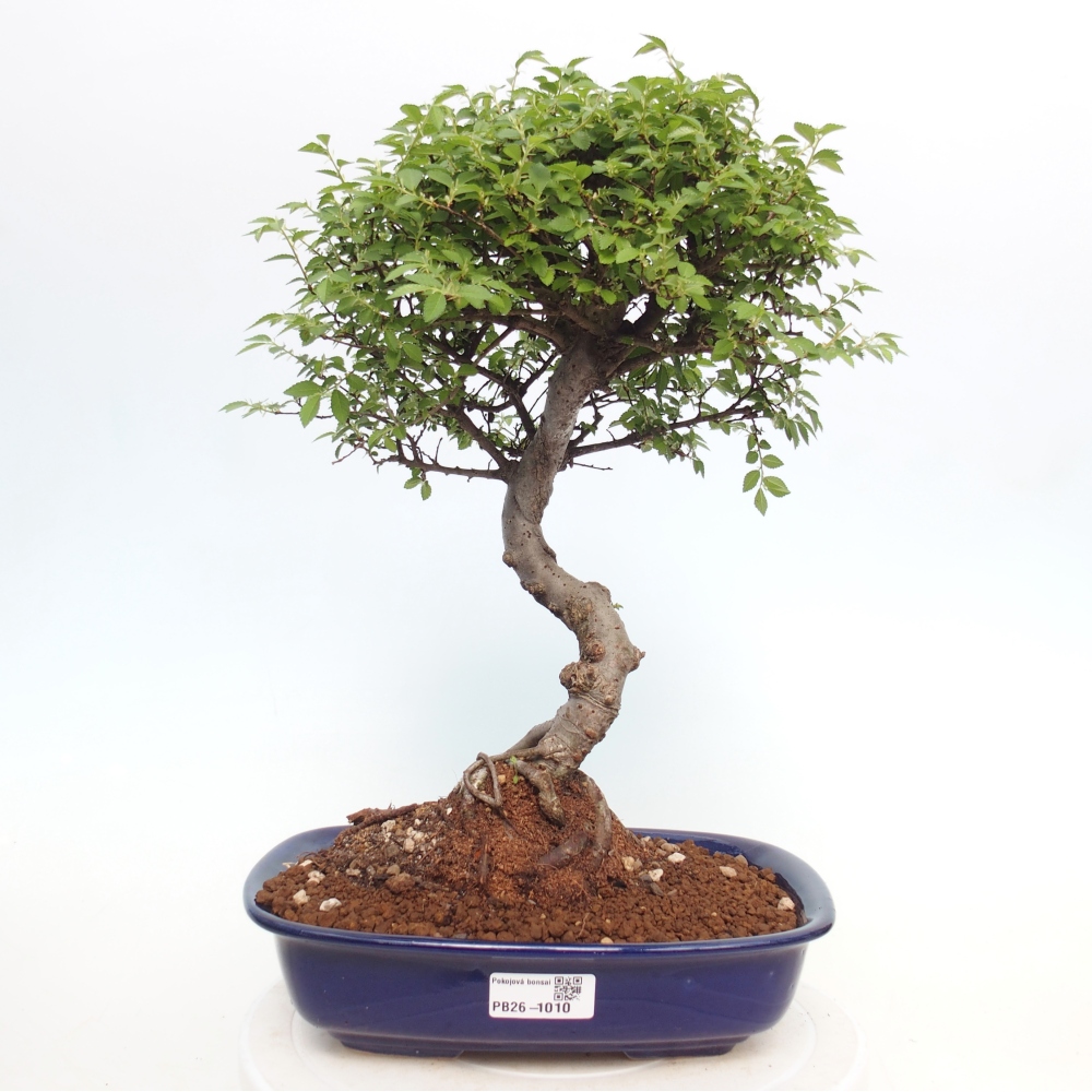 Camera bonsai - Ulmus parvifolia - Olmo a foglie piccole