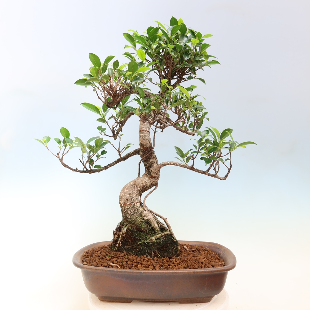 Camera bonsai - Ficus kimmen - ficus a foglie piccole