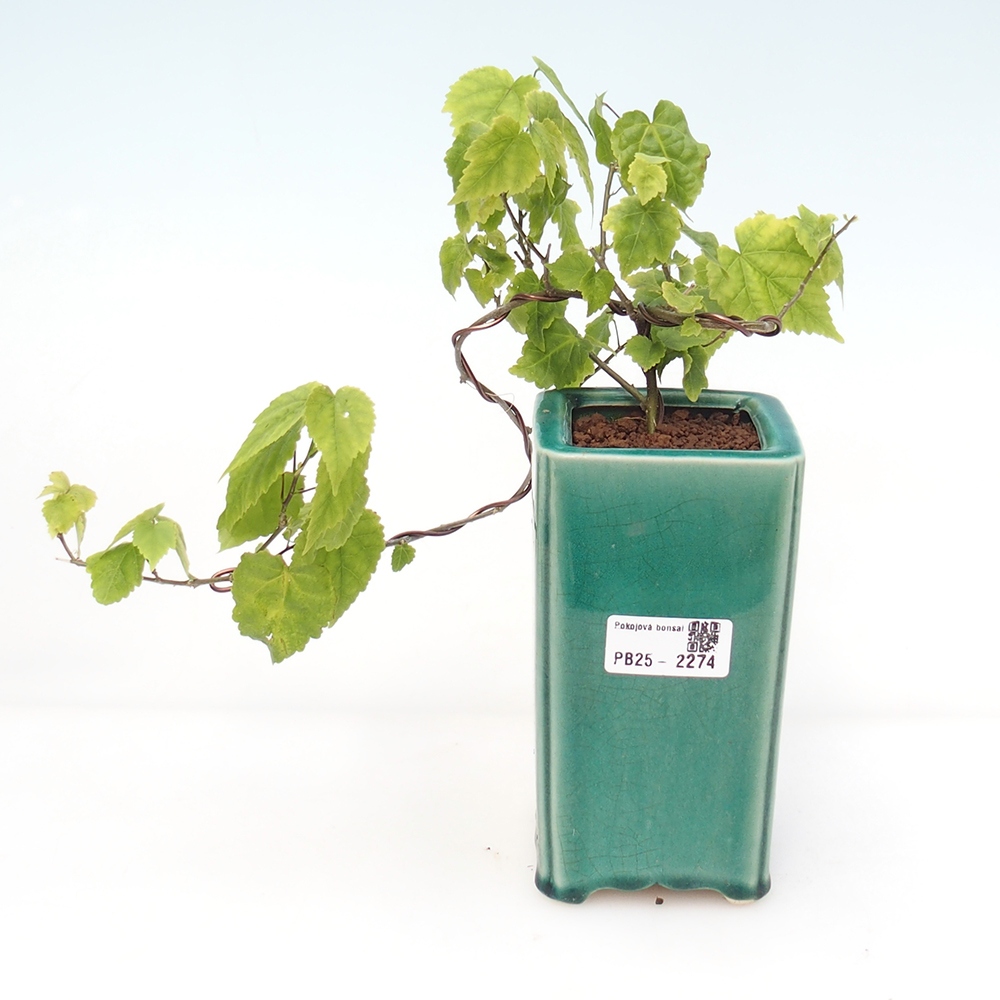 Bonsai da interno - Abutilon Big Bell - Cloudberry