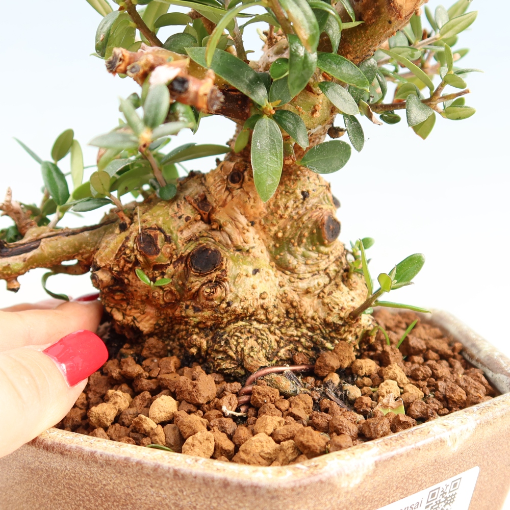 Bonsai da interno - Olea europaea sylvestris