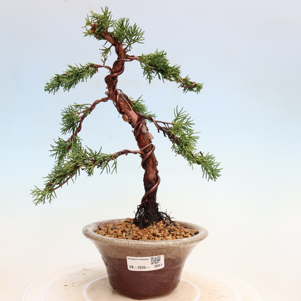 Bonsai da esterno - Juniperus chinensis Kishu